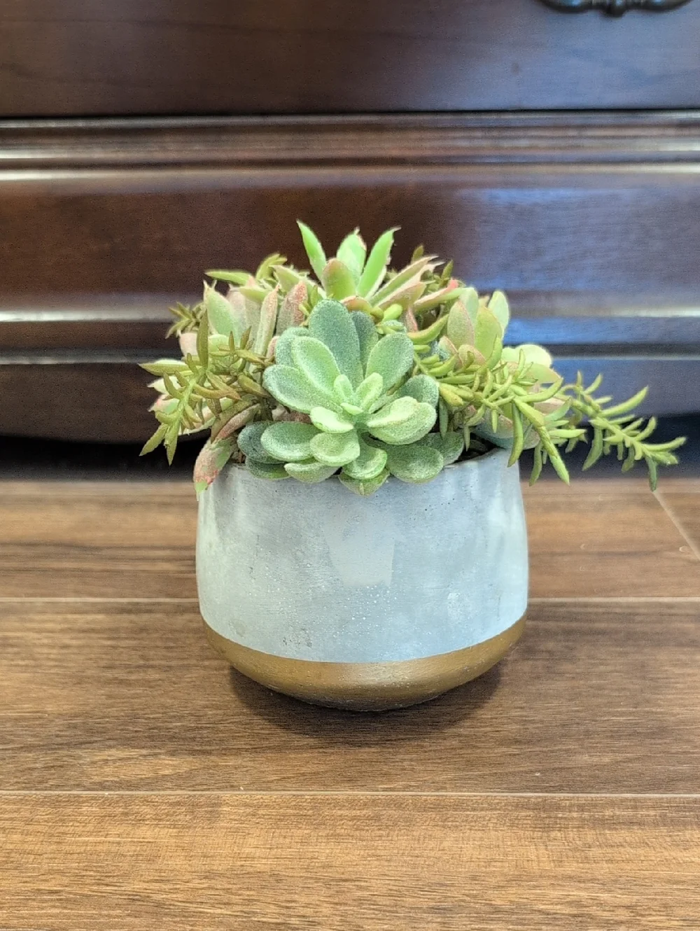 Altar'd State Green Succulent in Gray and Gold Planter